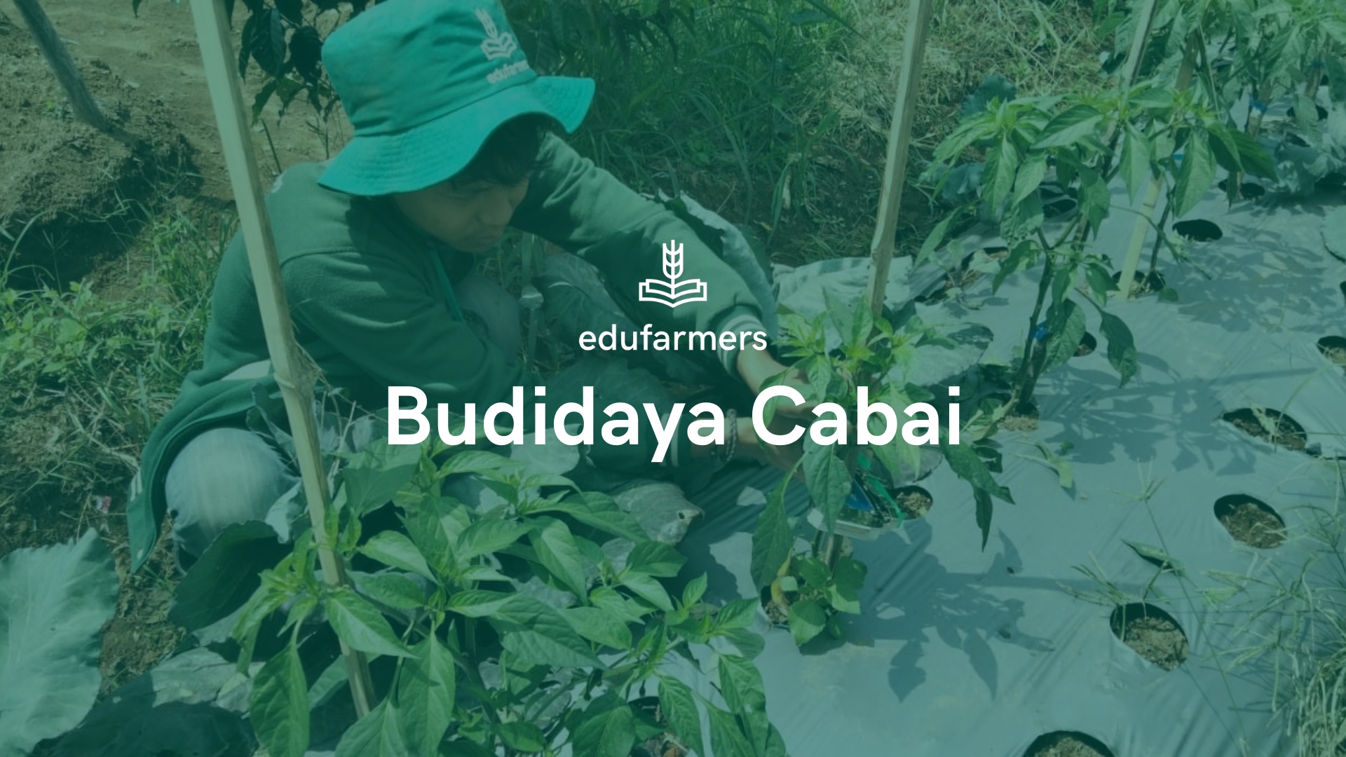 Memahami Budidaya Cabai 