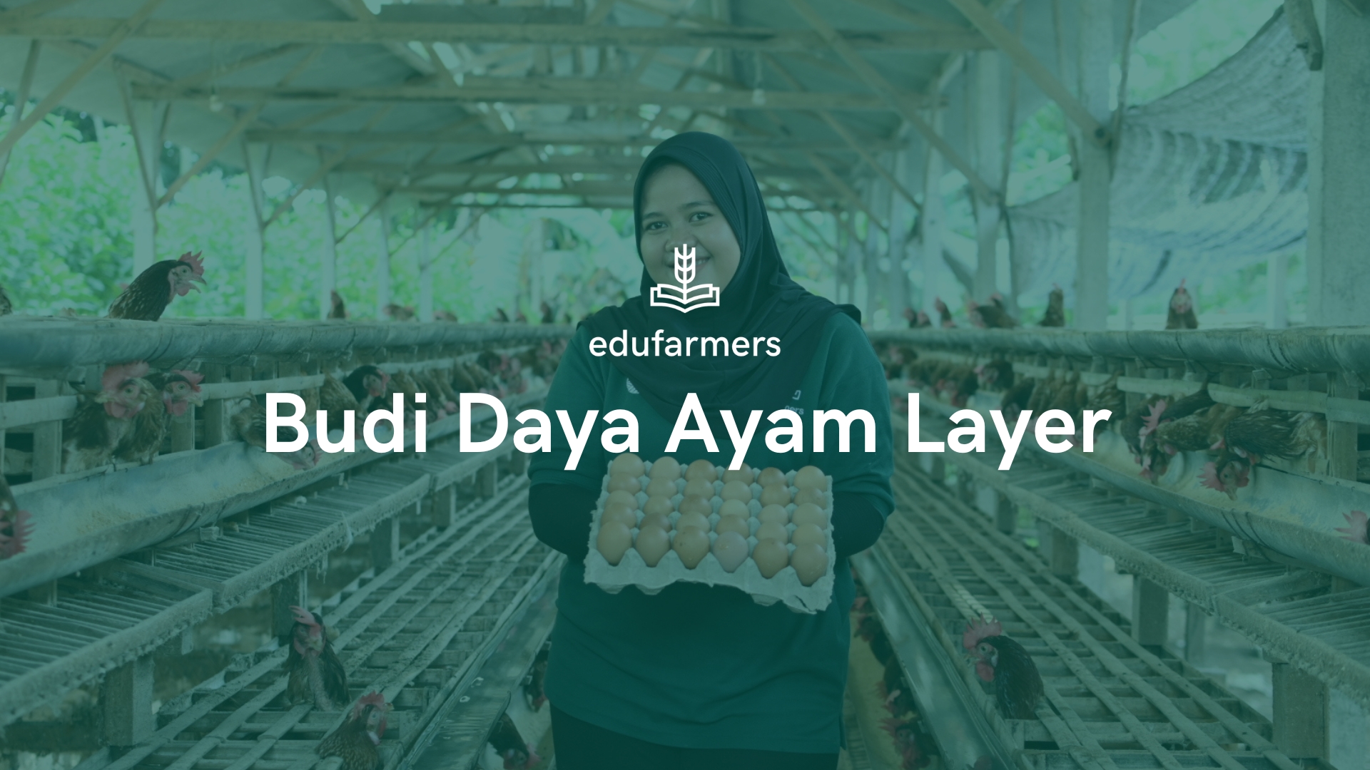 Memahami Pemeliharaan Ayam Layer