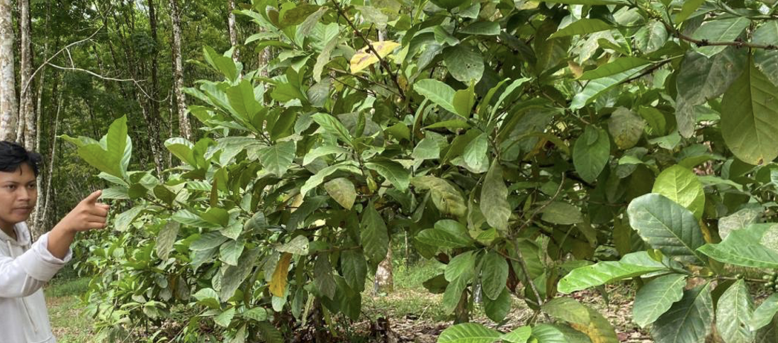 Kopi sela karet di Desa Puncak Harapan, Kalimantan Selatan 