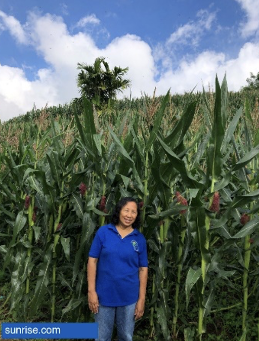 Tanaman jagung transgenik di Filipina