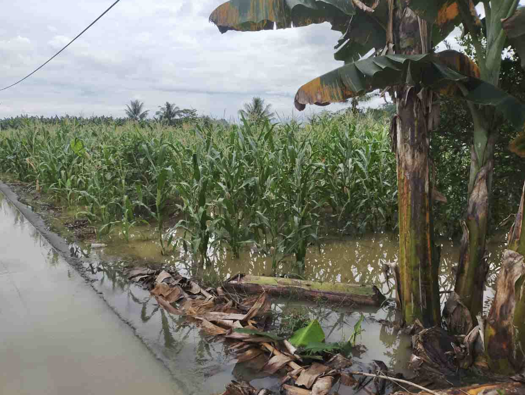 Lahan jagung tergenang air