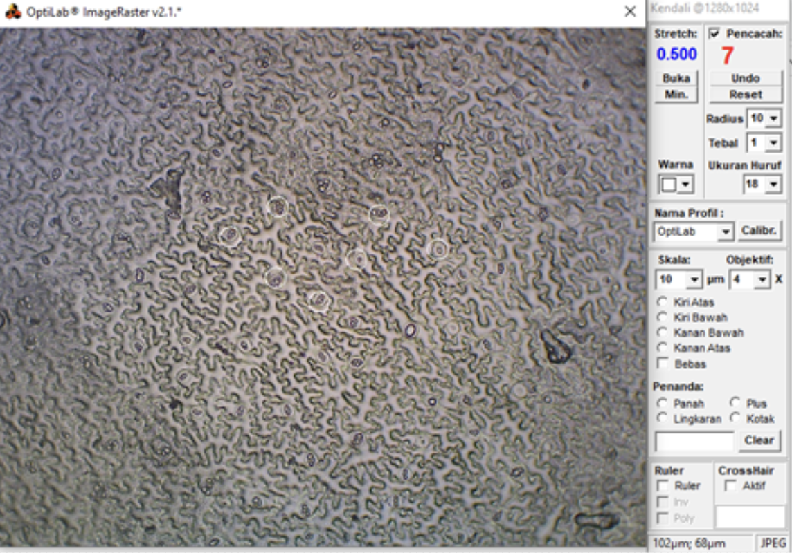 Pengukuran kerapatan stomata