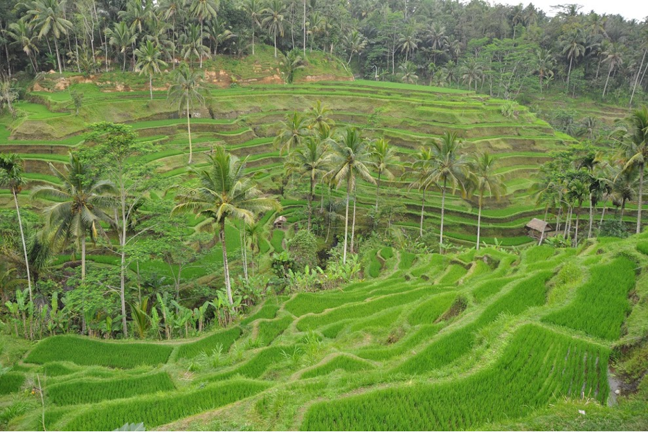 Sawah Tegallalang