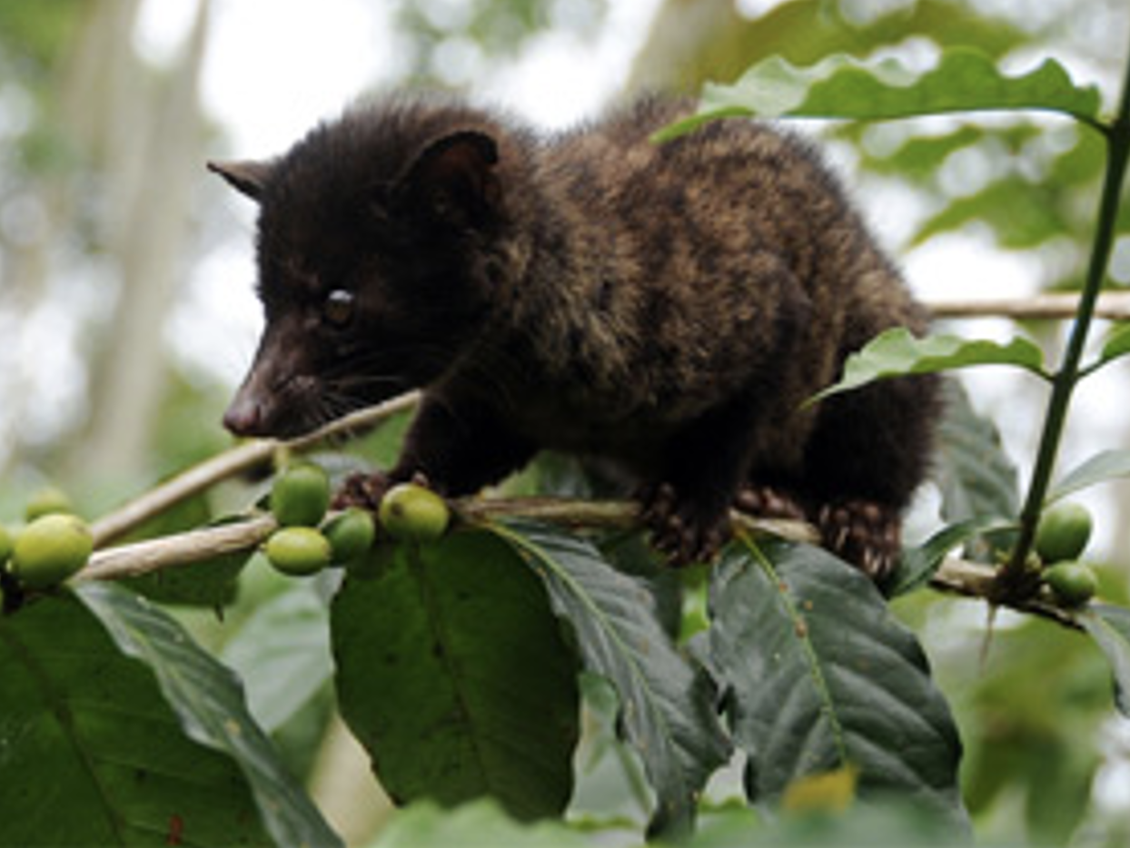 Hewan luwak (Paradoxurus hermaphroditus) 