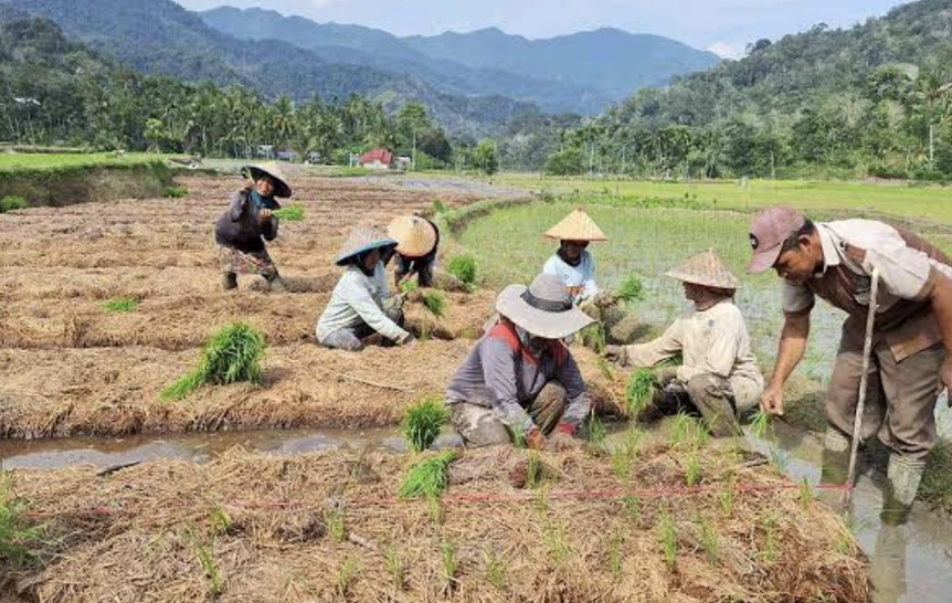 No till farming