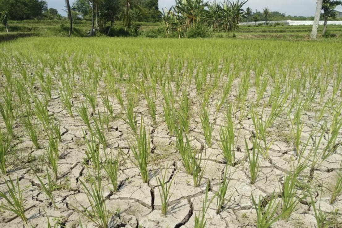 Lahan sawah kekeringan