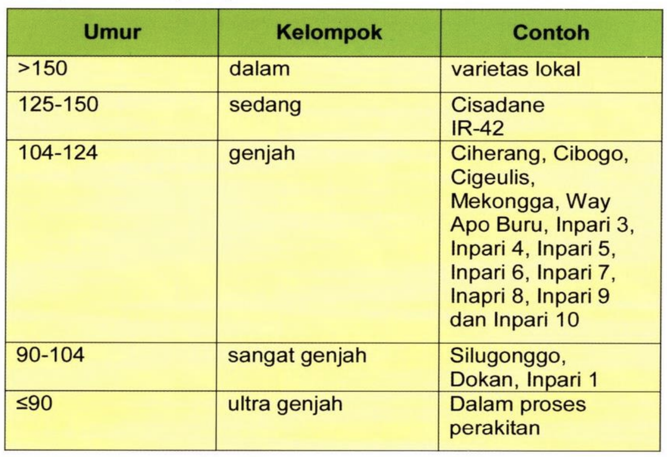 Varietas padi umur genjah