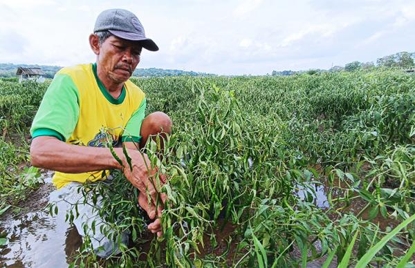 Kebun cabai tergenang air