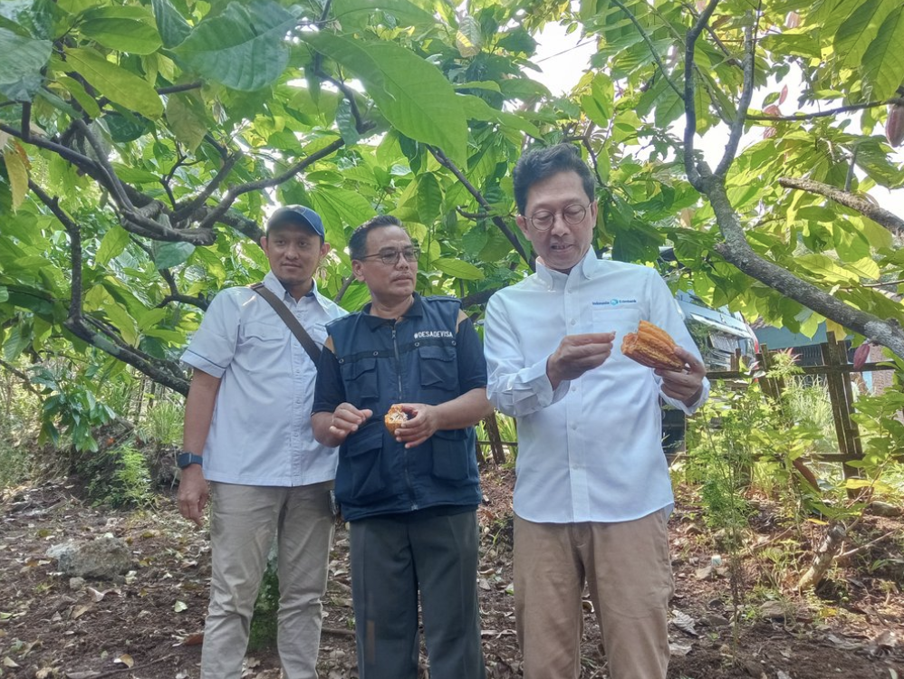 Kebun kakao Nglanggeran