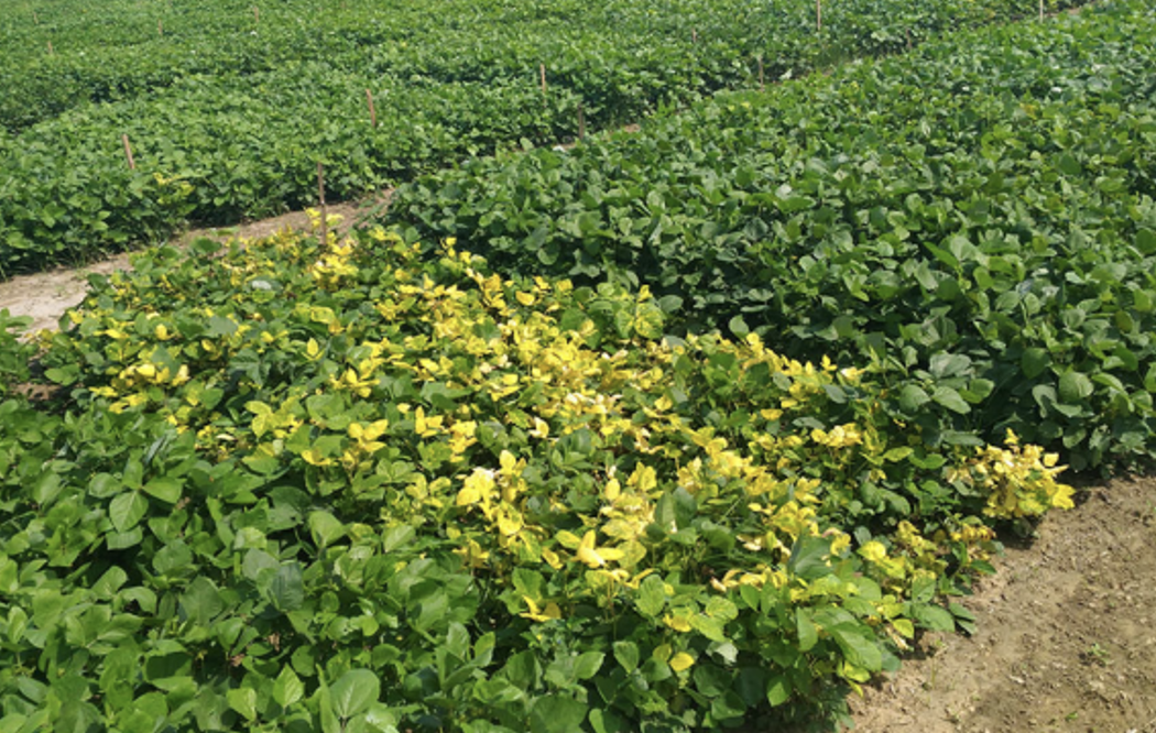 Yellow Mosaic Virus