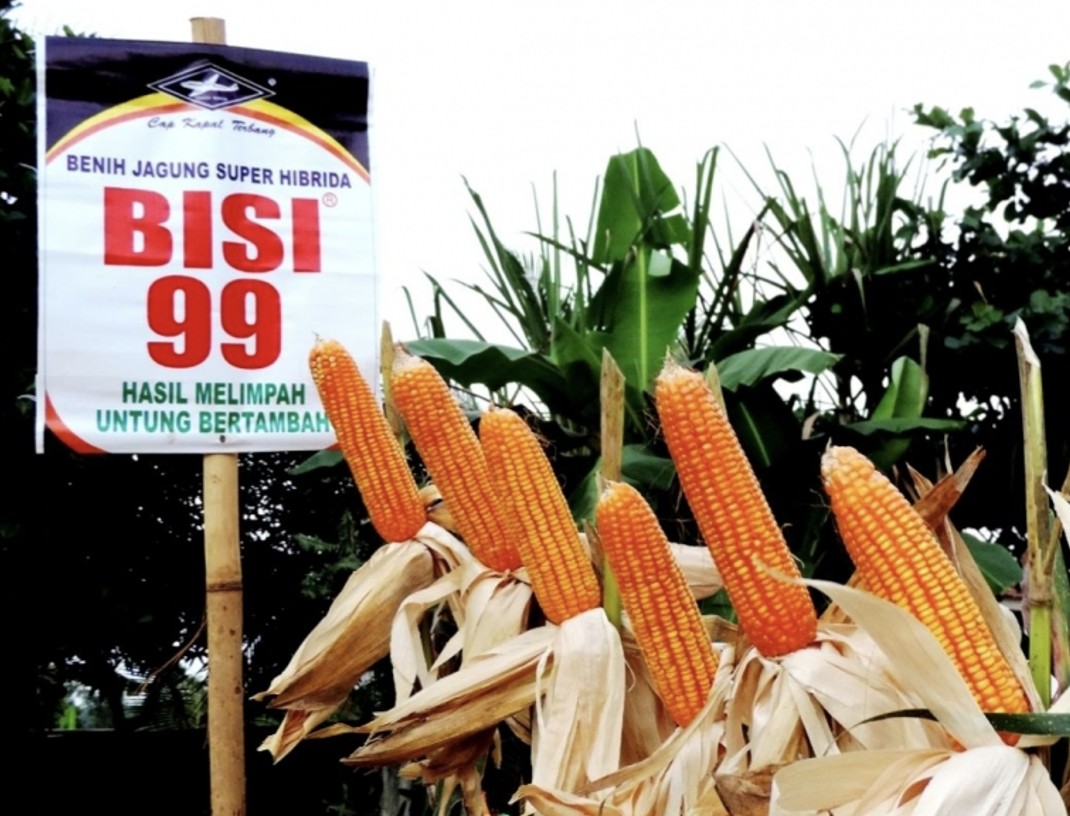 Jagung BISI 99