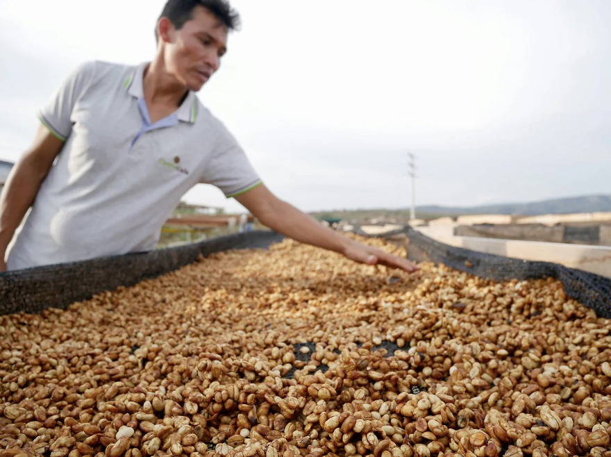 Honey method pada kopi