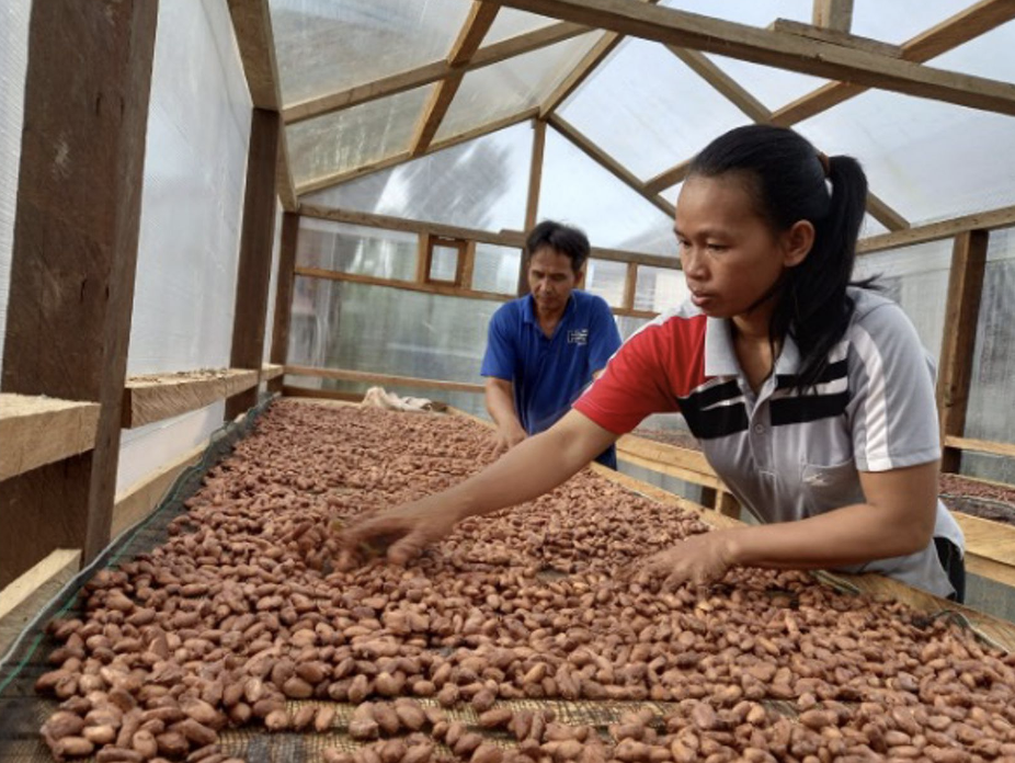 Penjemuran fermentasi kakao di Kampung Merasa 