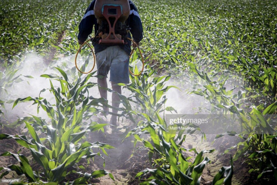 Aplikasi herbisida untuk pengendalian gulma pada tanaman jagung