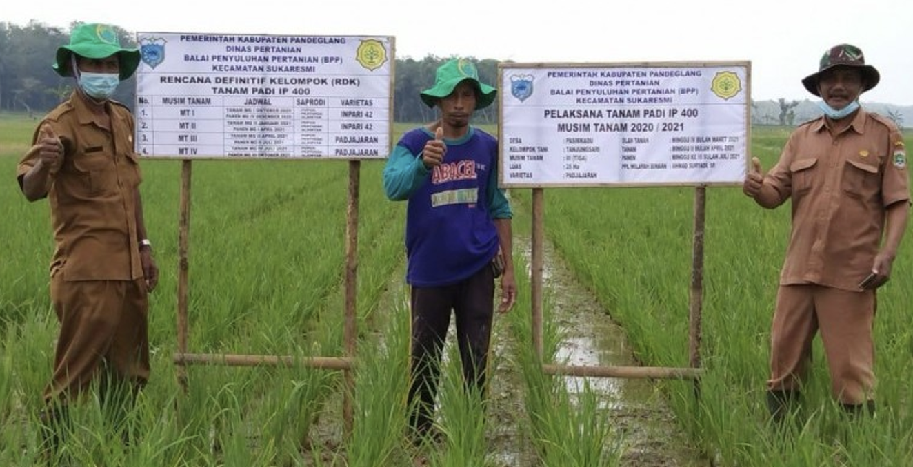 Sawah padi IP 400 Banyuwangi