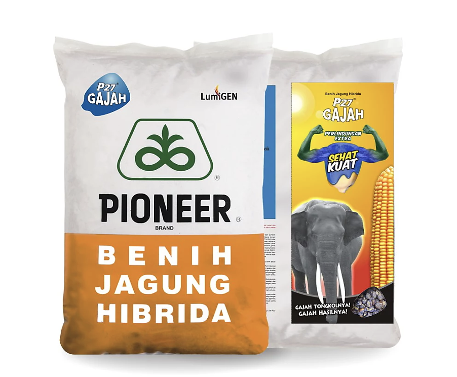 Jagung P27 gajah