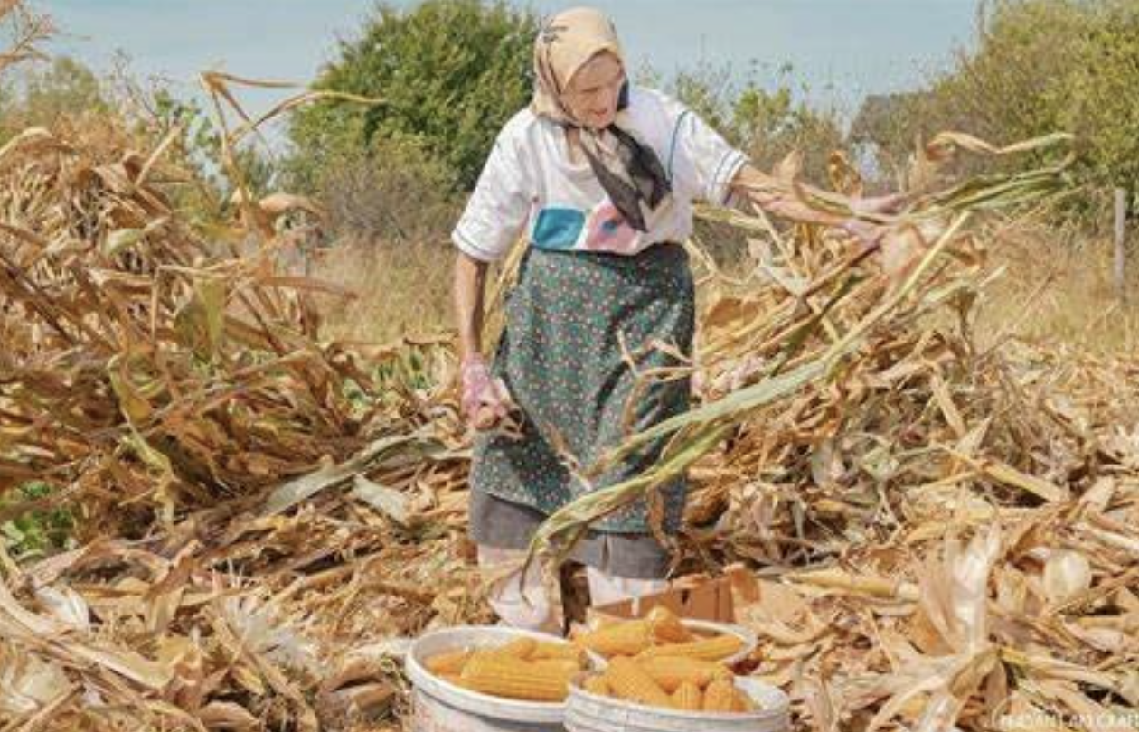 Tenaga kerja pemanenan jagung 