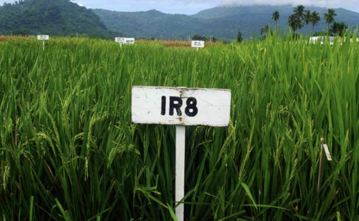 Kebun padi IR8