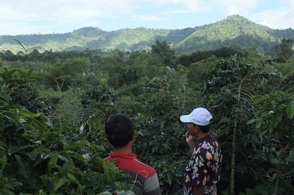 Kebun kopi arabika dan robusta