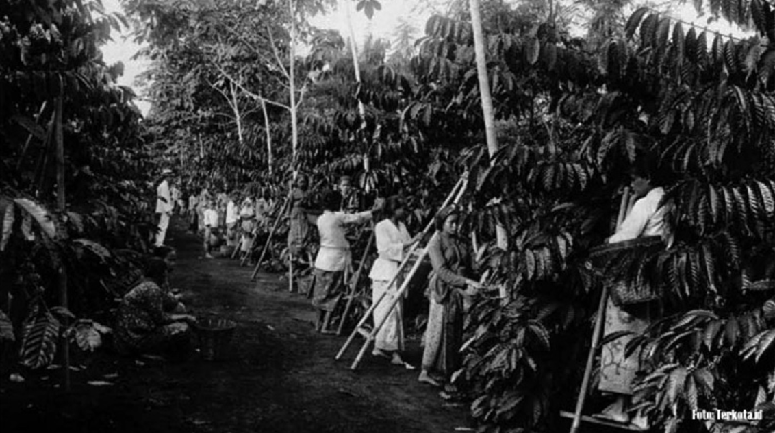 Perkebunan kopi zaman Hindia-Belanda