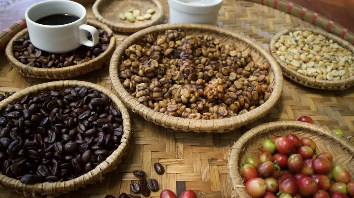 Berbagai tahap pengolahan biji kopi luwak 