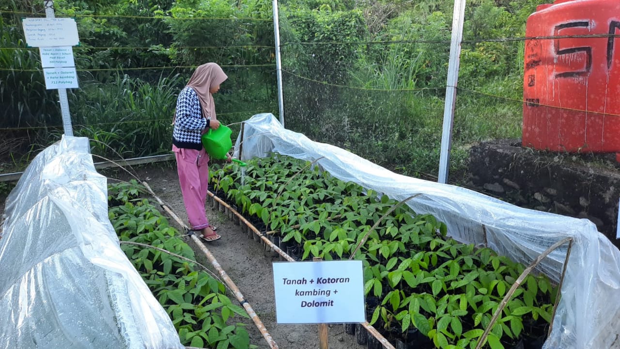 Percobaan nursery kakao Edufarmers