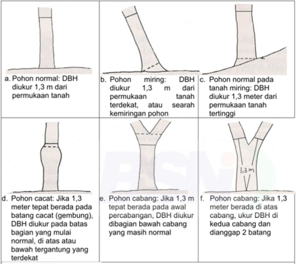 Pengukuran diameter batang tidak beraturan