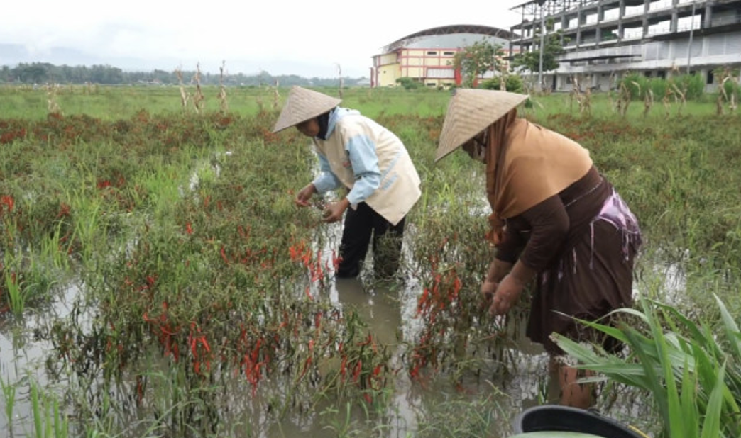 Lahan cabai tergenang air